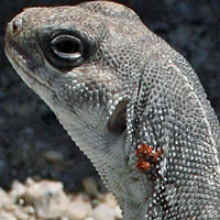 xGreat Basin Collared Lizard