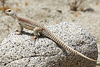 Northern Desert Iguana