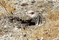 Northern Desert Iguana