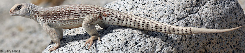 Northern Desert Iguana