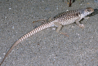 Northern Desert Iguana