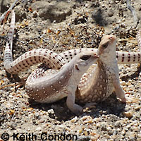 Northern Desert Iguana