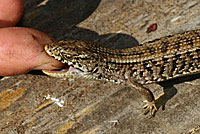 San Francisco Alligator Lizard