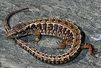 San Francisco Alligator Lizard