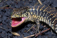 San Francisco Alligator Lizard