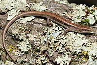 California Alligator Lizard