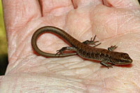 California Alligator Lizard