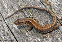 San Francisco Alligator Lizard