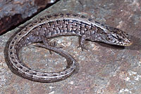 San Francisco Alligator Lizard