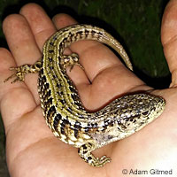 San Francisco Alligator Lizard