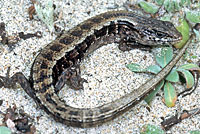 San Francisco Alligator Lizard