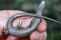 San Francisco Alligator Lizard