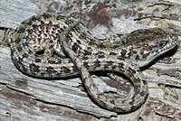 San Francisco Alligator Lizard