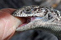 San Francisco Alligator Lizard