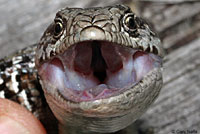 San Francisco Alligator Lizard