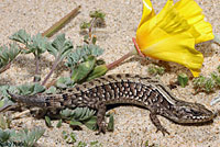 San Francisco Alligator Lizard