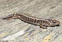 San Francisco Alligator Lizard