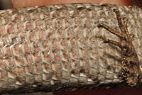 San Francisco Alligator Lizard