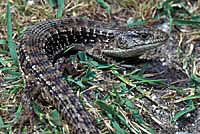 San Francisco Alligator Lizard