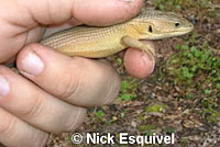 San Francisco Alligator Lizard