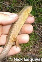 San Francisco Alligator Lizard