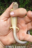 San Francisco Alligator Lizard