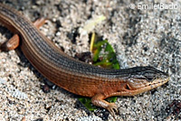 San Francisco Alligator Lizard