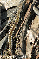 San Francisco Alligator Lizard