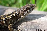 San Francisco Alligator Lizard