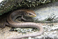 San Francisco Alligator Lizard