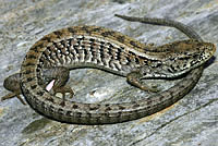 San Francisco Alligator Lizard