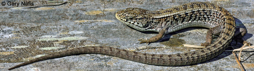 San Francisco Alligator Lizard