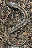 San Francisco Alligator Lizard