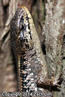 San Francisco Alligator Lizard