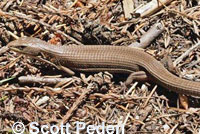 San Francisco Alligator Lizard