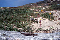 San Francisco Alligator Lizard