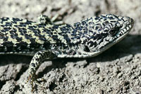 San Francisco Alligator Lizard