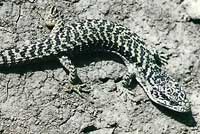 San Francisco Alligator Lizard