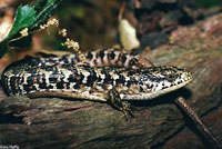 San Francisco Alligator Lizard