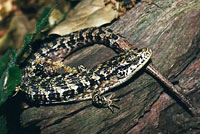 San Francisco Alligator Lizard