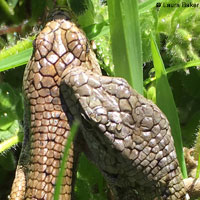 Shasta Alligator Lizards