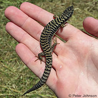 San Francisco Alligator Lizard