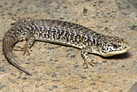 San Francisco Alligator Lizard