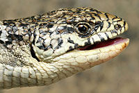 San Francisco Alligator Lizard