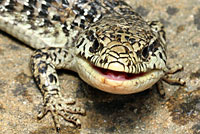 San Francisco Alligator Lizard