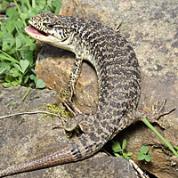 San Francisco Alligator Lizard