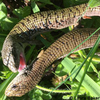 Shasta Alligator Lizards