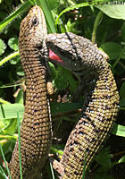 Shasta Alligator Lizards