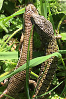 Shasta Alligator Lizards