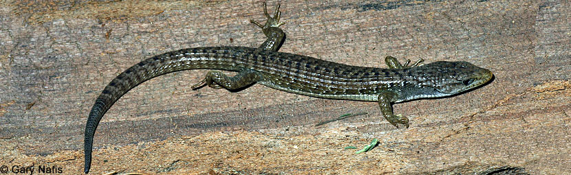 Sierra Alligator Lizard